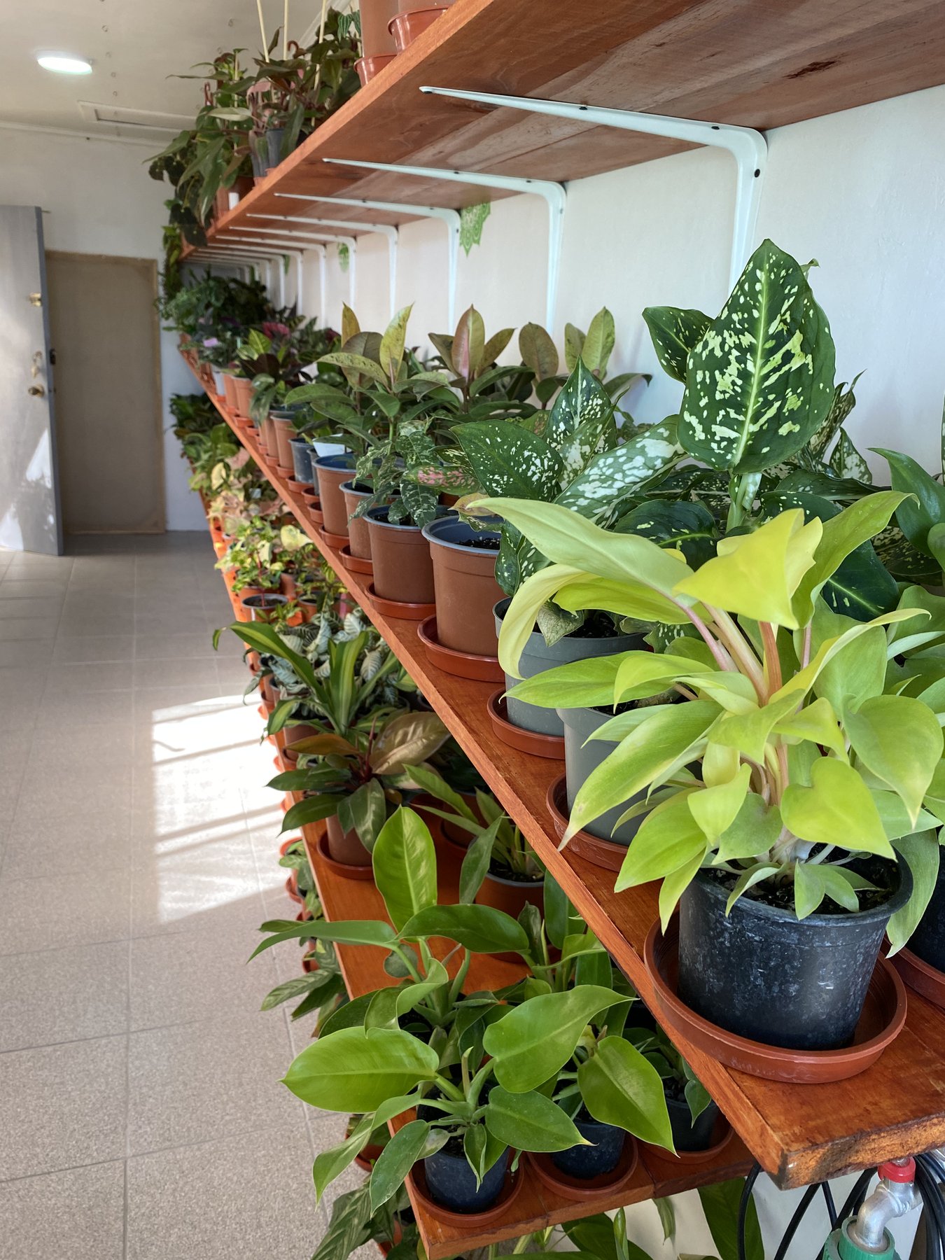 Detalle de la repisa de plantas con aglaonemas variegadas.