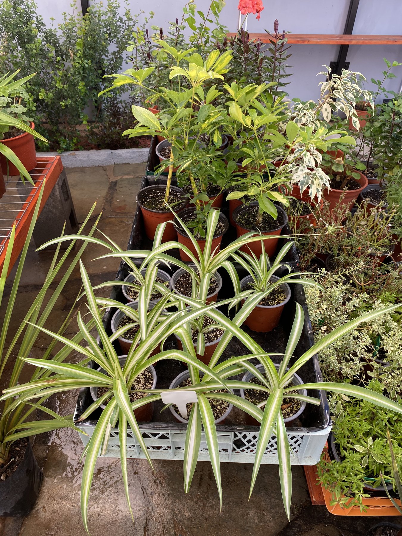 Bandejas con plantas chlorophytum y otras de exterior recién llegadas.
