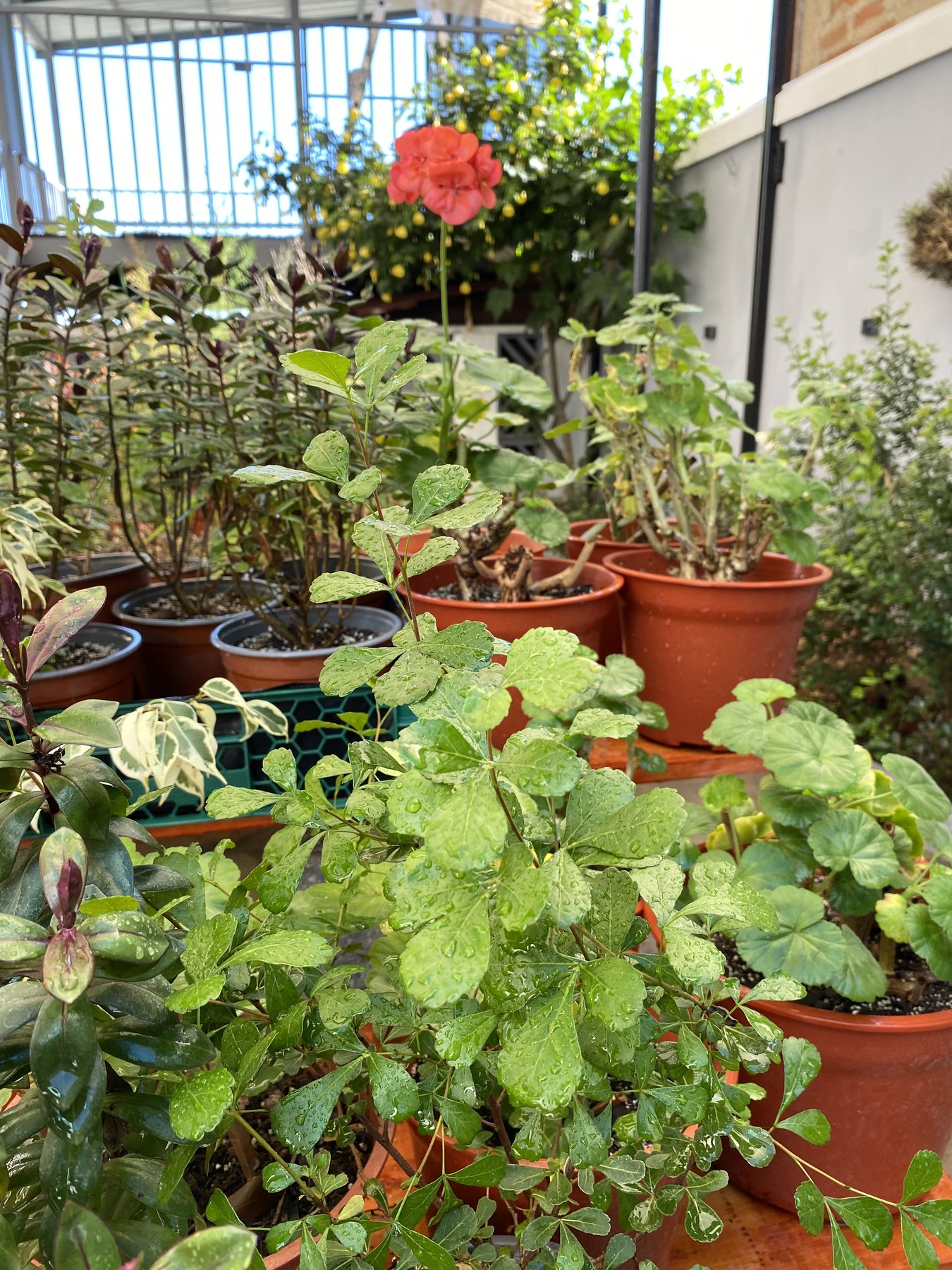 Macetas con suculentas y herbáceas, geranio rojo asomando entre el follaje.