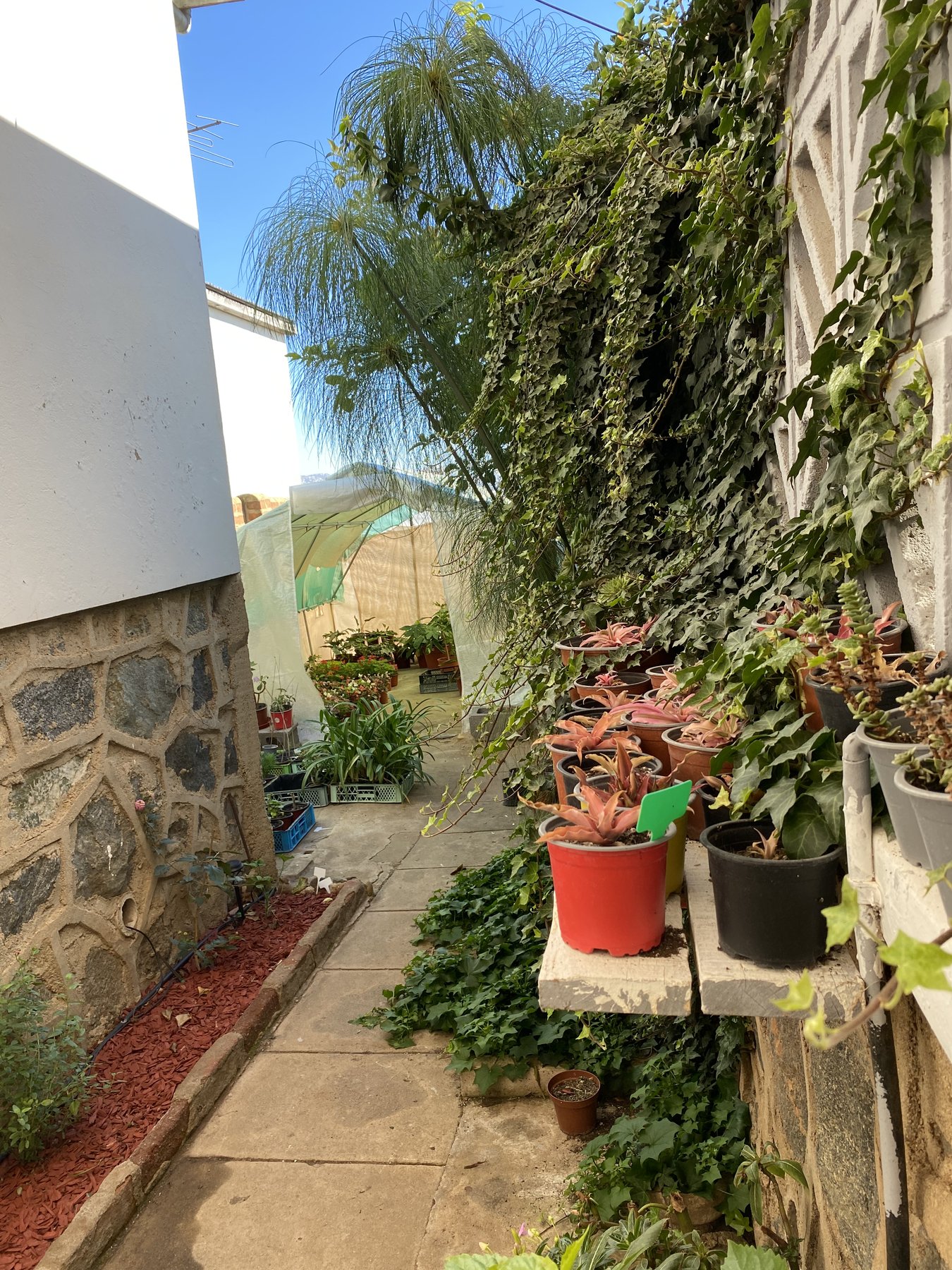 Pasillo de piedra entre el invernadero y la pared con plantas trepadoras.